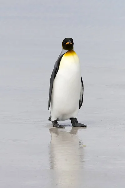 Pinguim Rei Aptenodytes Patagonicus Caminhando Praia Volunteer Point Ilhas Falkland — Fotografia de Stock