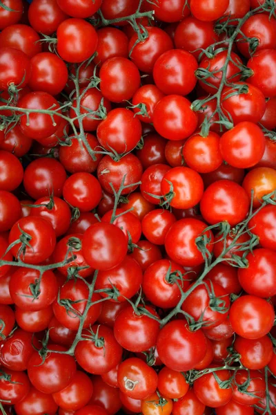 Primo Piano Vista Pomodori Biologici Rossi Maturi Freschi — Foto Stock