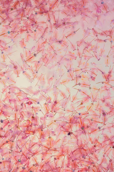 Artemia Plankton Brine Shrimp — Stock Photo, Image