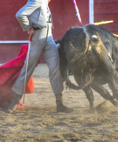 Foto Del Toro España Toro Negro —  Fotos de Stock