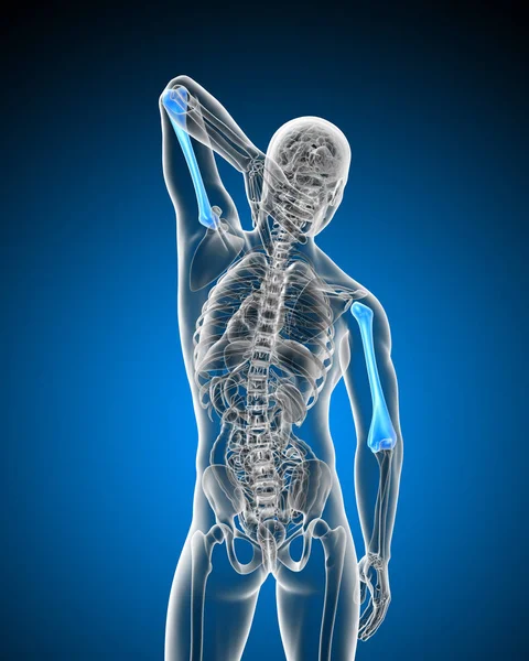 上腕骨 背面の レンダリングの医療イラスト — ストック写真
