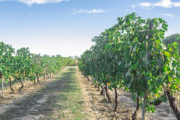 Torres Vinice Nachází Městě Villafranca Del Penedes — Stock fotografie