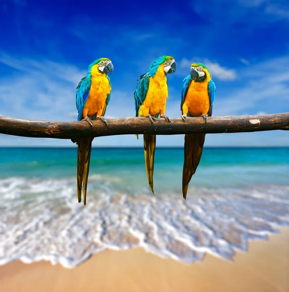 Тропическая Концепция Отдыха Три Попугая Сине Жёлтый Ара Ara Ararauna — стоковое фото