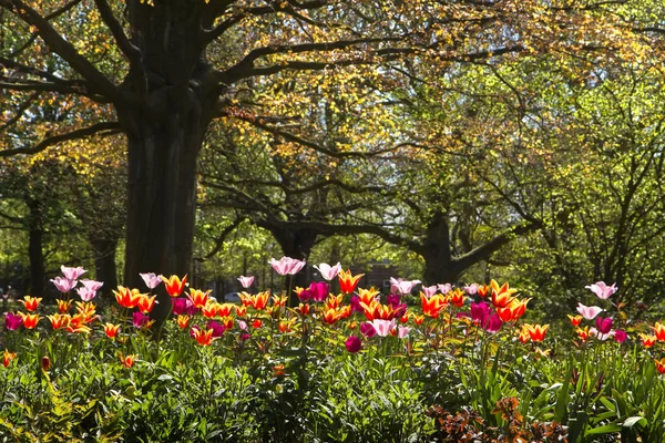 Tulipani Colorati Vecchio Faggio Foglia Rossa Parco Primavera — Foto Stock