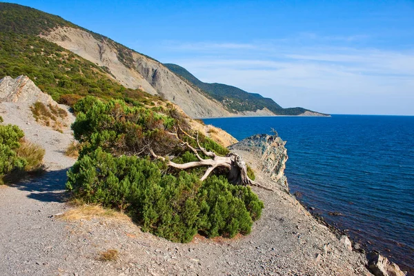 Árbol Enebro Playa Del Mar Negro Utrish Cerca Anapa Zona —  Fotos de Stock