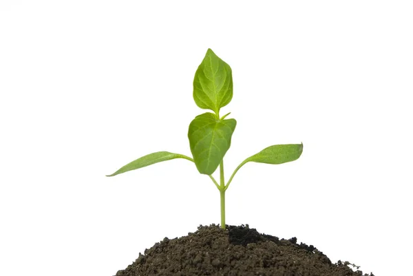Kleine Grüne Pflanze Auf Weißem Hintergrund — Stockfoto