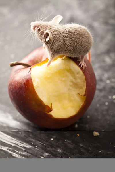 Maus Und Apfel Ländliche Lebendige Bunte Thema — Stockfoto