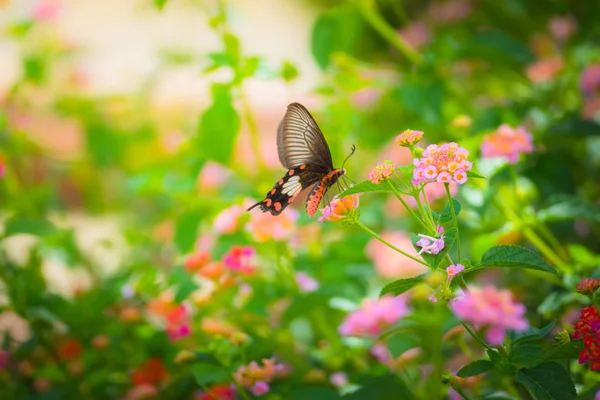 Hermosa Mariposa Flor Colorida Fondo Naturaleza — Foto de Stock