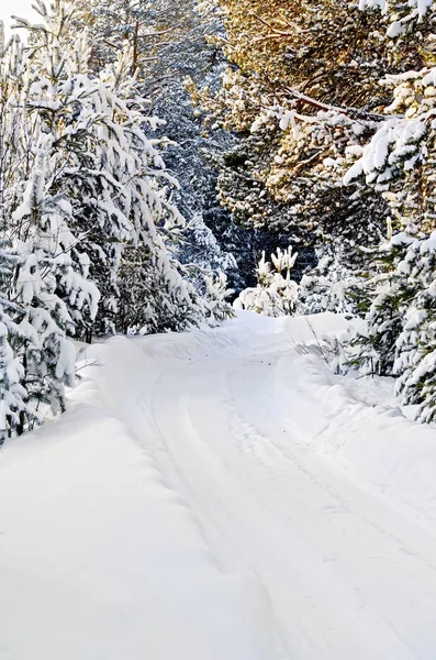 Pokryte Śniegiem Polnej Drodze Świerk Sosna Śniegu Oddziały Poboczu Drogi — Zdjęcie stockowe