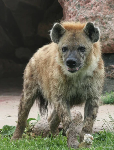 Une Hyène Debout Dessus — Photo