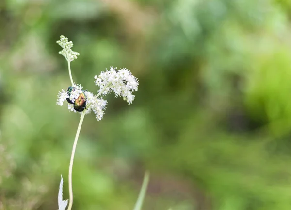 Velký Hmyz Brouci Zelený Brouk Květině — Stock fotografie