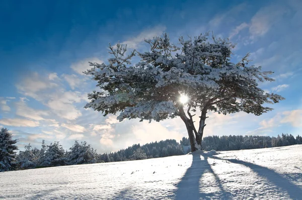 Cielo Azul Sombra Árbol Largo — Foto de Stock