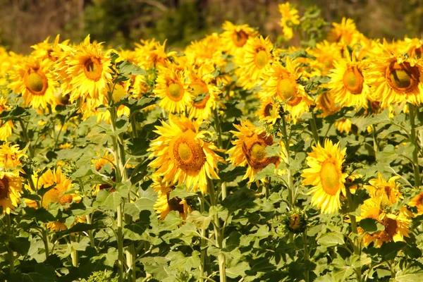 Sunflowers Yellow Vibrant Sunny Sunflower Sky Scene Rural Prato Plantation — Stock Photo, Image