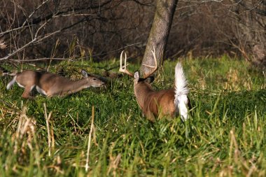 White-tailed Deer Odocoileus virginianus buck in marsh grass with doe clipart
