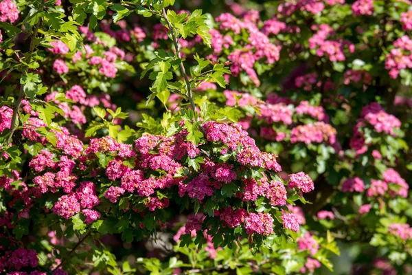 Fiori Rosa Biancospino Crataegus Laevigata Primavera Sfondo Naturale — Foto Stock
