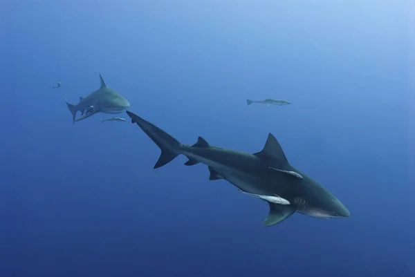 View Bull Shark Swimming Another One Pinnacles Mozambique — Stock Photo, Image