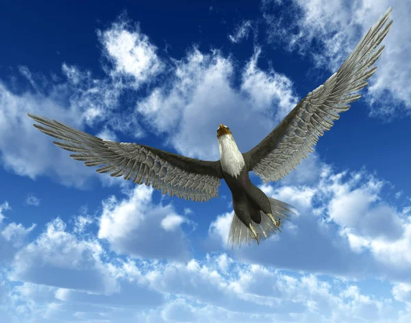Uma Águia Voando Alto Céu — Fotografia de Stock