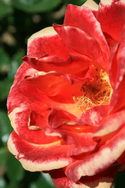 红玫瑰花在阳光明媚的日子特写 — 图库照片