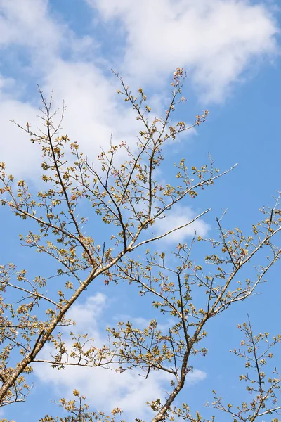 Сакура Відділення Квіти Квітучі Blossom Небо Фону — стокове фото