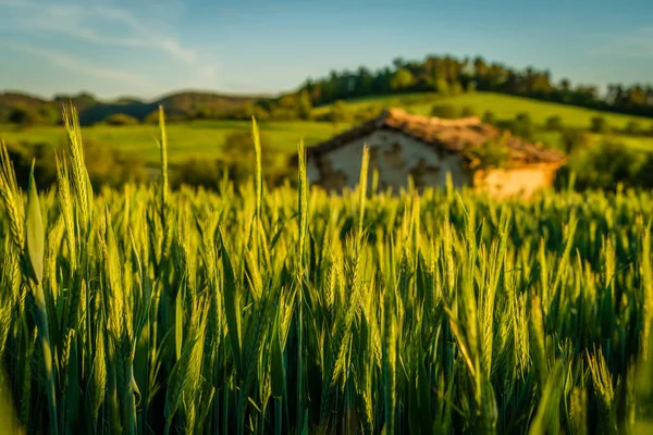 Маленький Домик Пшеничном Зерне Закате Франции — стоковое фото