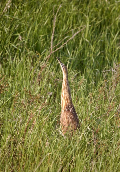 Close Bird Selective Focus — Stock Photo, Image