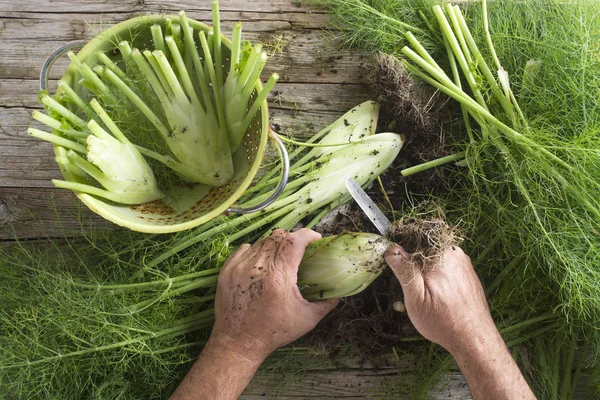 Rengöras Och Fänkål Plockade Från Trädgården — Stockfoto