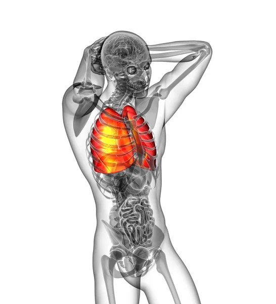Göra Illustration Den Mänskliga Lung Side View — Stockfoto