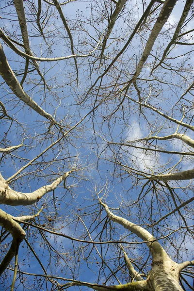 Presentación Plátanos Tomados Invierno Con Cielo Azul — Foto de Stock