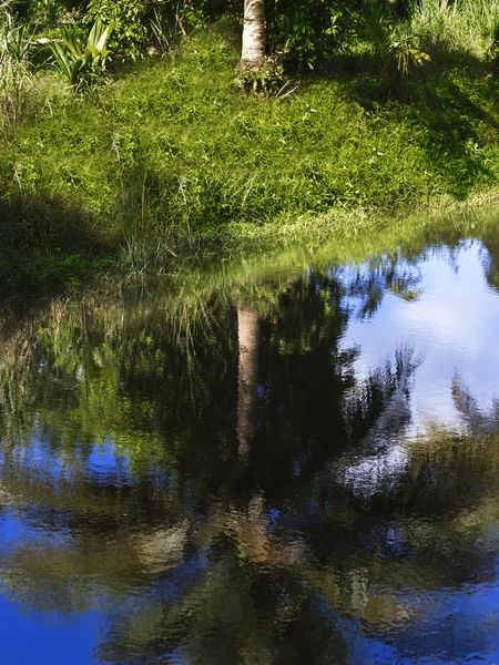 Reflejo Palmera Lago Chonburi — Foto de Stock