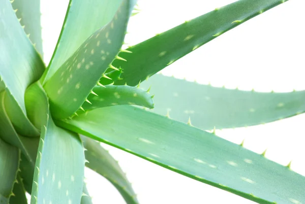 Aloe Φύλλα Απομονωθεί Λευκό Φόντο — Φωτογραφία Αρχείου