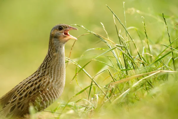 Wild Bird Natural Habitat Nature Series — Stock Photo, Image