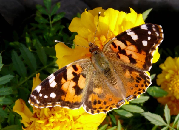 Flores Mariposa —  Fotos de Stock