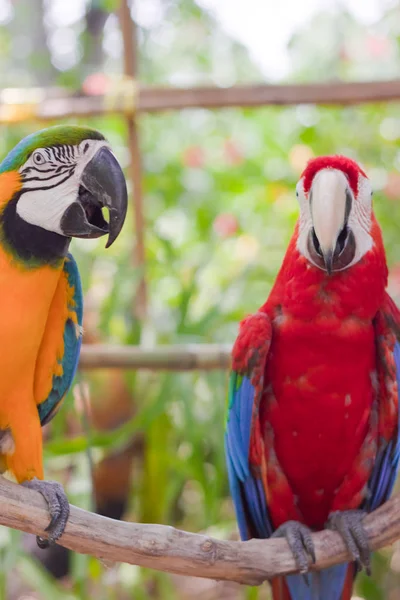 Arara Azul Amarela — Fotografia de Stock