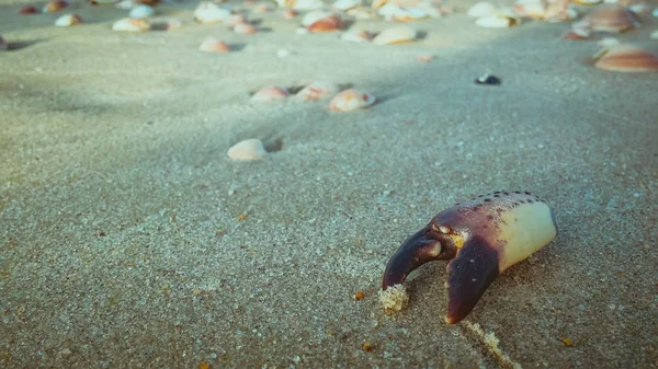 Мертвый Крабовый Коготь Песке Пляже — стоковое фото