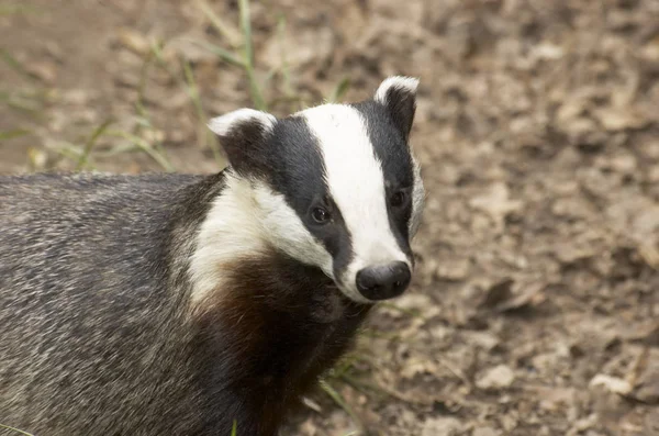 Badger Inggris Taman Satwa Liar — Stok Foto