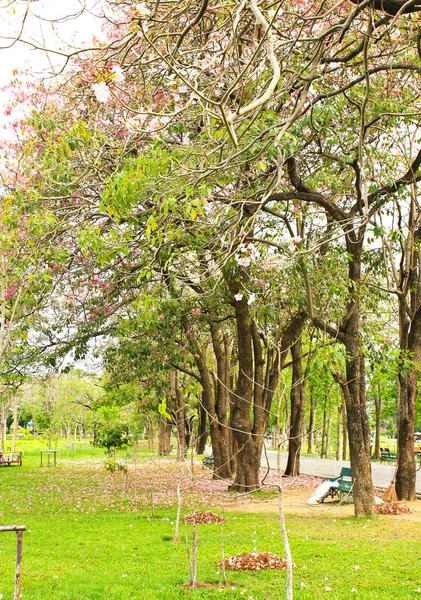 Parque Cidade Verde Com Árvores — Fotografia de Stock