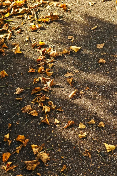 道路上の秋の葉 — ストック写真