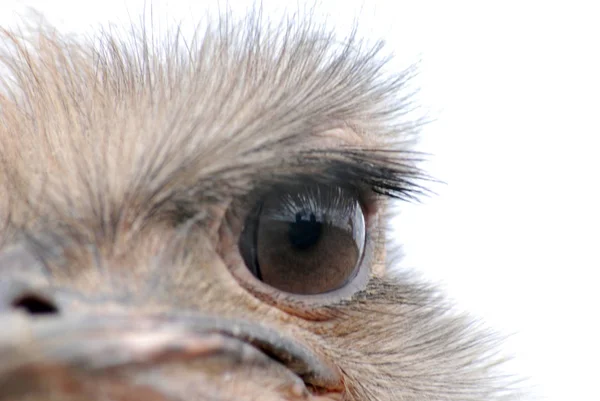 Μάτι Μιας Στρουθοκάμηλος — Φωτογραφία Αρχείου