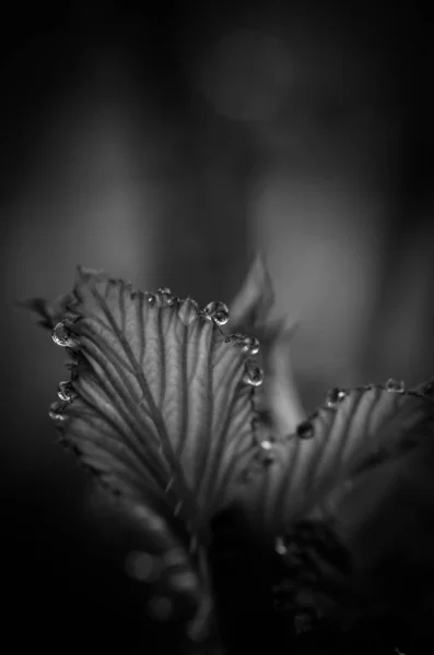 Macro Tiro Folhas Com Gotas Chuva Preto Branco — Fotografia de Stock