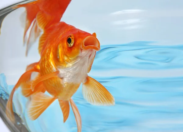 Guld Små Fiskar Flyter Ett Akvarium Nära Håll — Stockfoto