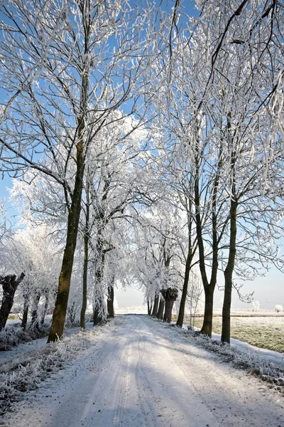 Besneeuwde Landweg Winter Nederland — Stockfoto