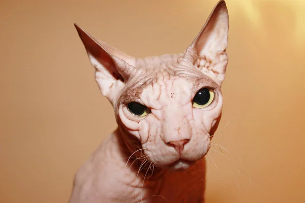 Haarlose Katze Ein Faltiger Haarloser Katzenkopf Sphinx Weiße Katze — Stockfoto