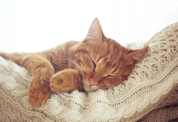 Gato Gengibre Bonito Dorme Camisola Malha Quente — Fotografia de Stock