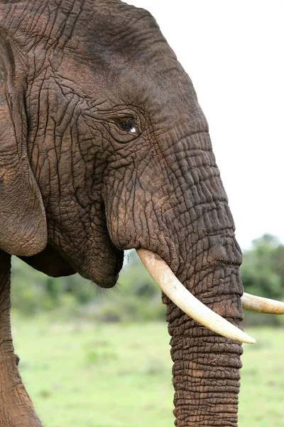 Perfil Elefante Africano Con Colmillos Blancos —  Fotos de Stock