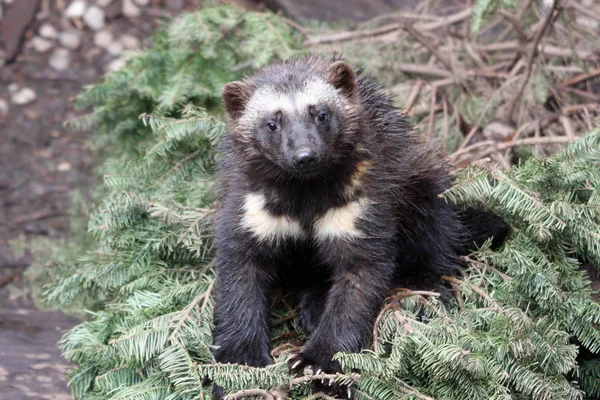 Wolverine Foto Diambil Northwest Trek Wildlife Park — Stok Foto