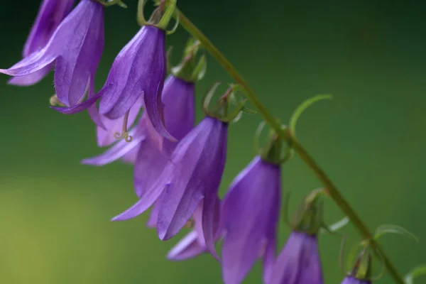 Harebell Flor Final Tarde Cloaeup Luz — Fotografia de Stock