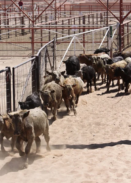 牛はテキサス州南西部のストックヤードを通って群れ — ストック写真