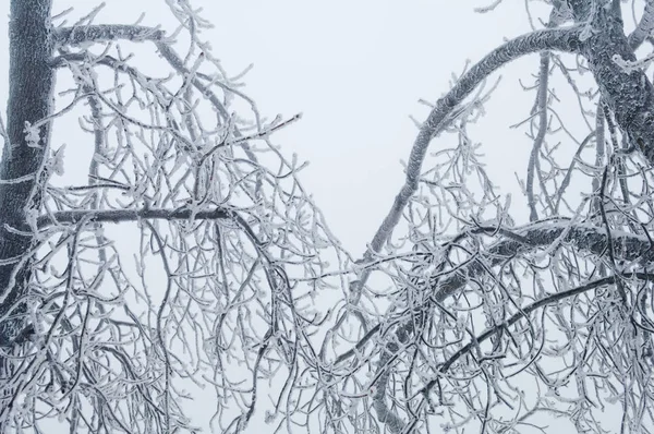 冰天雨或雨雪覆盖在公园森林中的树木和表面 — 图库照片