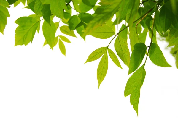Rahmen Aus Grünen Blättern Isoliert Auf Weiß — Stockfoto