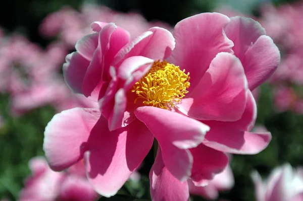 Flores Peônia Plena Floração — Fotografia de Stock